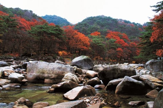 가을 전령사 울긋불긋 단풍…단양의 산 물들이다 - 파이낸셜뉴스