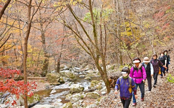 항골 숨바우길 걷기 행사 [정선군 제공.재판매 및 DB 금지]