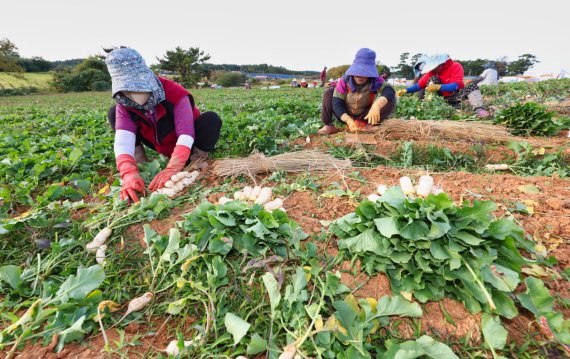 해풍 맞고 자라 ‘아삭아삭’ 태안 황토 총각무 본격 출하 - 파이낸셜뉴스