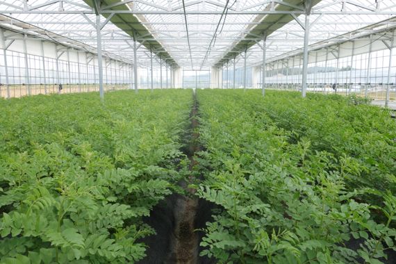 감초. 농촌진흥청 제공