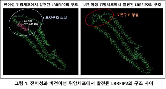 메드팩토, 세계최초 위암세포 간 전이 기전 발견