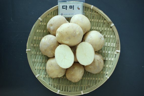 충남도, 맛좋고 병해 강한 감자 ‘다미’ 내년 15개 시·군에 분양