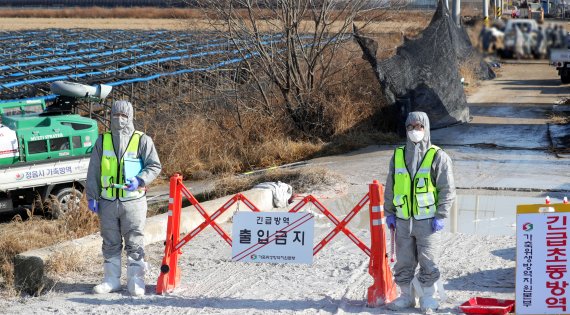 전북 순창군 유등면의 한 산란계 농장에서 검출된 조류인플루엔자 항원이 5일 고병원성으로 확인됐다. /사진=뉴스1