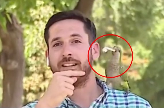 뉴스 생방송 중 나타난 앵무새가 기자의 귀에 꽂혀 있던 무선 이어폰 한쪽을 들고 달아나는 모습. (유튜브 갈무리)