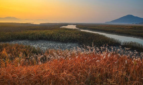 순천만 습지(사진=전남도 제공)