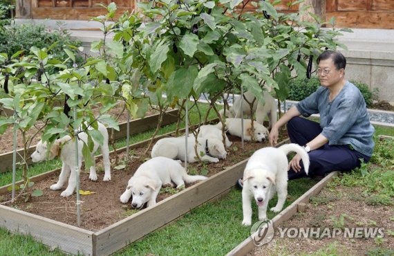 대통령실 "풍산개 반환은 전적으로 文측 판단"