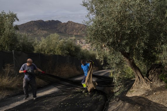 지난해 10월 29일 스페인 남부 케사다의 올리브 농가에서 농부들이 올리브를 수확하고 있다.AP뉴시스
