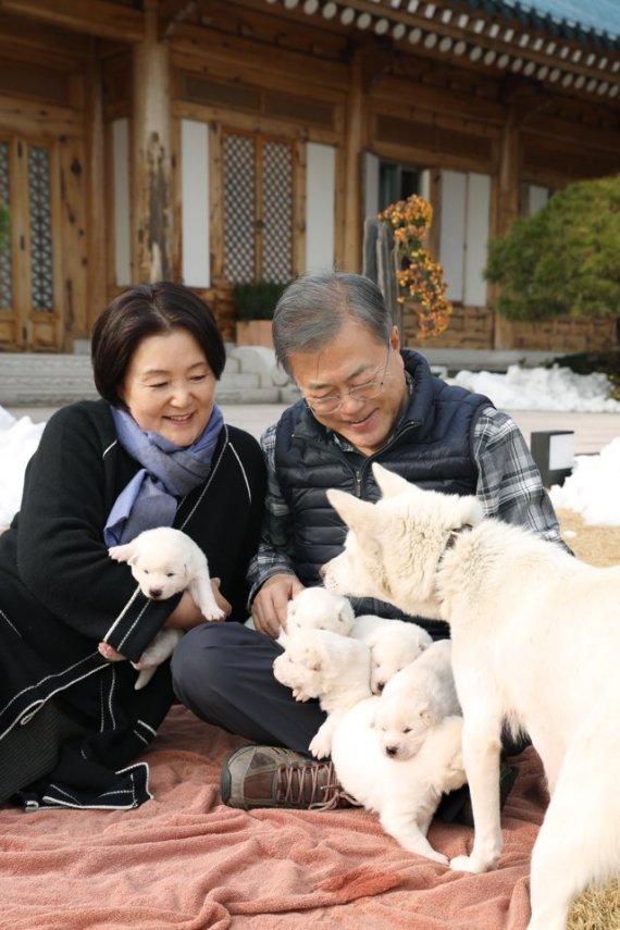 문재인 대통령과 김정숙 여사가 25일 오후 관저 앞 마당에서 지난 9일 태어난 풍산개 '곰이'의 새끼들을 살펴보고 있다. 2018.11.25 2018.11.25. 사진=뉴시스