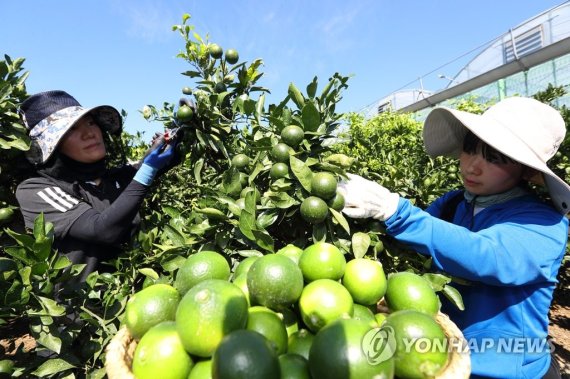 여름 풋귤 수확 여름 풋귤 수확 (서울=연합뉴스) 20일 제주 서귀포시 농촌진흥청 국립원예특작과학원 감귤연구소 시험 재배지에서 연구원들이 여름에만 맛볼 수 있는 어린 감귤 '풋귤'을 수확하고 있다. '풋귤'은 완전히 익은 귤보다 구연산 3배, 총 폴리페놀 함량은 2배 정도 높으며 최근에는 신경 재생 효과도 확인됐다. 2020.8.20 [농촌진흥청 제공. 재판매 및 DB 금지] photo@yna.co.kr (끝)