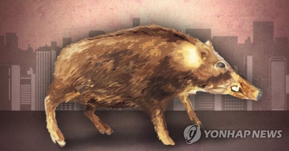 인천 계양구서 '야생 멧돼지' 6일간 4차례 출몰...인근주민 불안감 확산