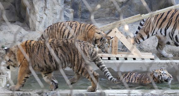 시베리아 아기호랑이 '삼둥이' 첫 공개