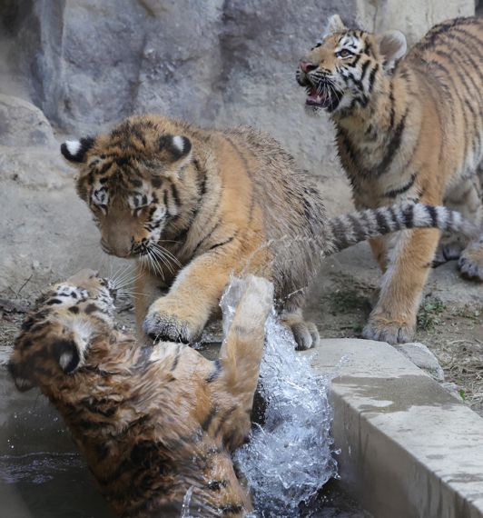 시베리아 아기호랑이 '삼둥이' 첫 공개