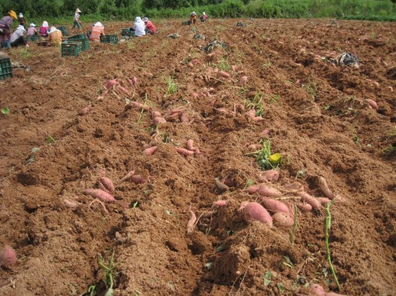 전북 익산 고구마 수확 자료사진. 익산시 제공