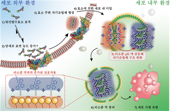 [pH 감응형 펩타이드의 세포 내 작용 기작] 암세포에 과발현된 탄산탈수효소를 표적으로 삼는 ‘pH 감응형 펩타이드’는 암세포 표면 세포막에서 그 농도가 증가한다. 이렇게 축적된 pH 감응형 펩타이드는 효소 주변에서 거대조립체가 되며, 효소에 의해 세포 내로 이입되며 리소좀에 축적된다. 이 물질은 리소좀의 산성도에 반응하면 거대조립체의 구조와 표면 전하가 변하고, 세포막에 직접 영향을 줘 세포 사멸을 유발한다. /자료=유니스트 제공