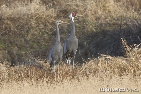 김포시와 한강하구 대표 멸종위기종 재두루미 가족 김포 도래