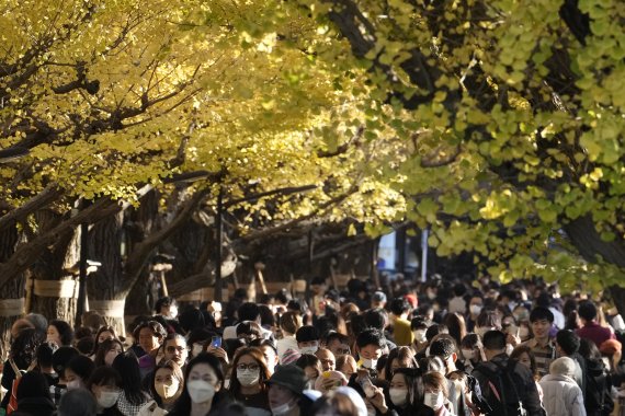 [도쿄=AP/뉴시스]지난 21일 일본 도쿄에서 시민들이 노랗게 물든 은행나무를 보며 늦가을 정취를 즐기고 있다. 2022.11.25.