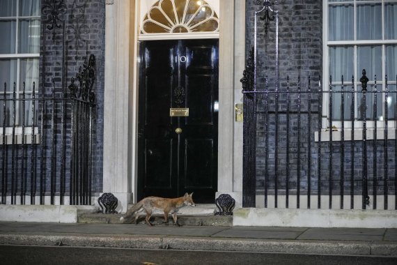 [런던=AP/뉴시스] 25일(현지시간) 여우 한 마리가 영국 런던의 총리관저 앞을 어슬렁거리며 지나가고 있다. 2022.10.26.