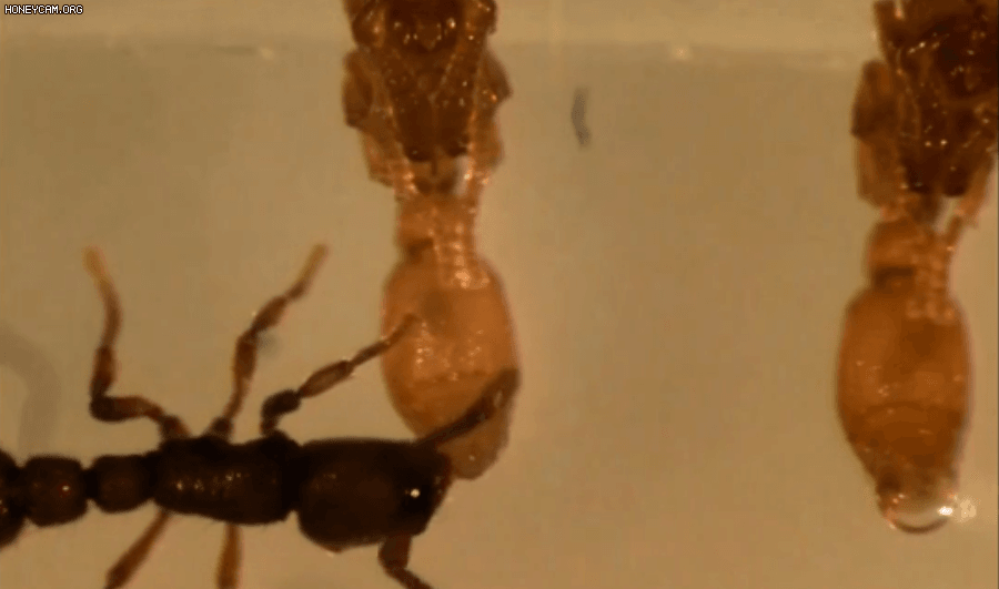 개미 성체가 번데기에서 분비된 액체를 먹어치우는 장면 [Daniel Kronauer 제공 동영상 캡처/ 재판매 및 DB 금지] photo@yna.co.kr
