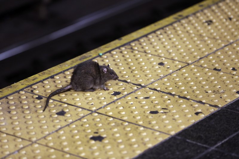프랑스 파리에서 사람과 쥐가 공생하는 방안을 찾는 연구가 시작됐다. 2015년 1월 27일(현지시간) 미국 뉴욕의 타임스스퀘어 지하철역에서 쥐 한 마리가 돌아다니고 있다. AP뉴시스