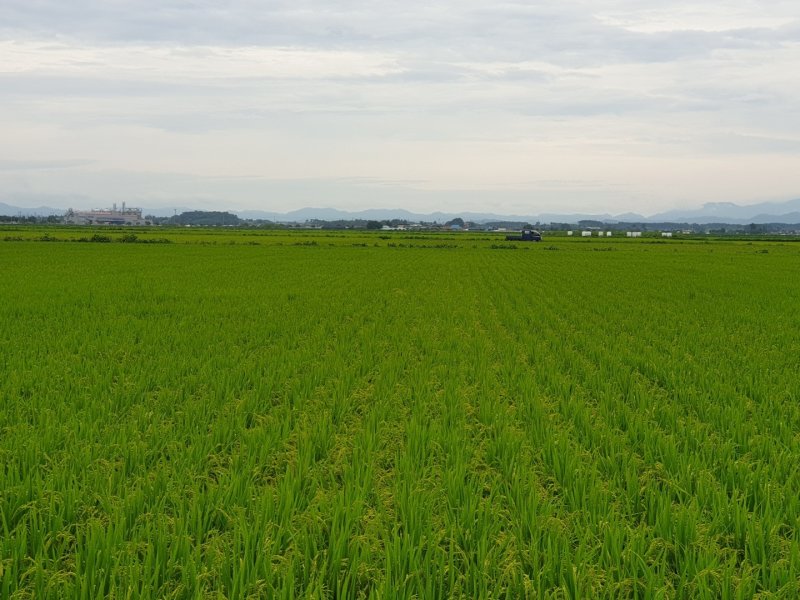 전북 익산시가 내년 쌀 전체 생산량의 30%가량을 즉섭밥 생산 업체와 학교 급식에 공급한다.(익산시 제공) 2022.12.2./ⓒ 뉴스1