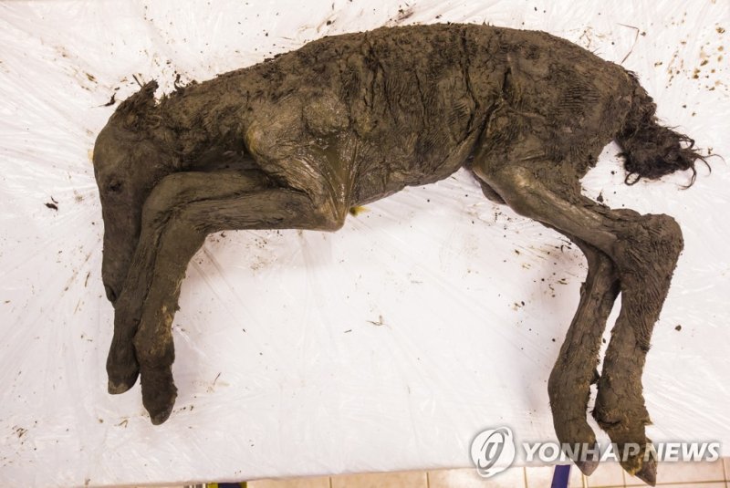 동토에서 발견된 4만년 전 새끼 당나귀 epa06974147 A handout photo made available by the North-Eastern Federal University on 26 August 2018 shows the fossilized remains of an extinct Paleolithic horse race's foal, dug out from the permafrost in Siberia's Batagaika crater, in the Verkhoyansky District of the Sakha Re