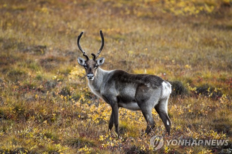 온난화에 해빙 속도 빨라지는 북극 영구동토 epa06239589 (21/33) A caribou crosses the Arctic tundra along the Dalton Highway near Sagwon, Alaska, USA, 04 September 2017. Stretching 414 miles (666 kilometers) north from central Alaska to Prudhoe Bay, the Dalton Highway is one of America's northernmost roads and arguably