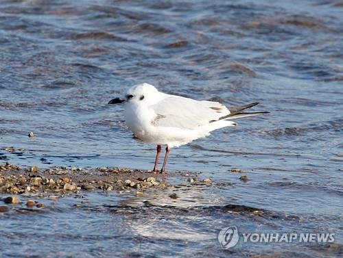 멸종위기 검은머리갈매기, 10마리 중 1마리는 한국서 번식 검은머리갈매기의 머리는 비번식기에는 흰색이다. 귀깃 쪽에 있는 검은색 반점이 눈에 띈다. [연합뉴스 자료사진]