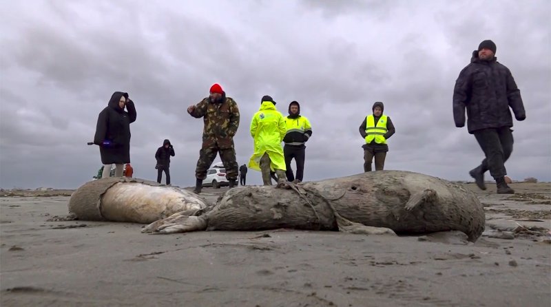 [다게스탄=AP/뉴시스]3일(현지시간) 러시아 다게스탄 지역 해안가에서 바다표범 약 2500마리가 죽은 채 발견됐다. 2022.12.05.