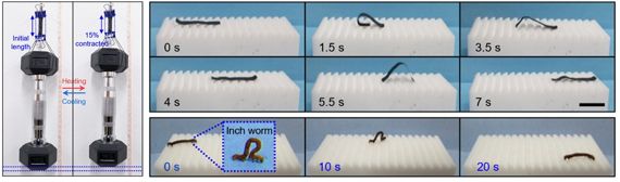 인공근육섬유 1000개로 1㎏ 아령을 들어올렸으며(왼쪽사진), 인공근육 섬유로 만든 인공자벌레가 실제 자벌레 움직임보다 빠르게 이동한다(오른쪽). KAIST 제공