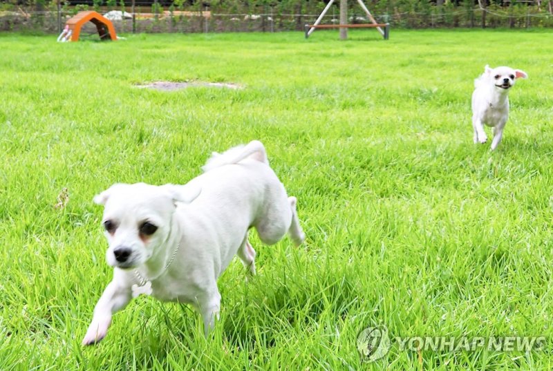 '또 하나의 가족' 반려동물에 웰다잉 권리 찾아주자