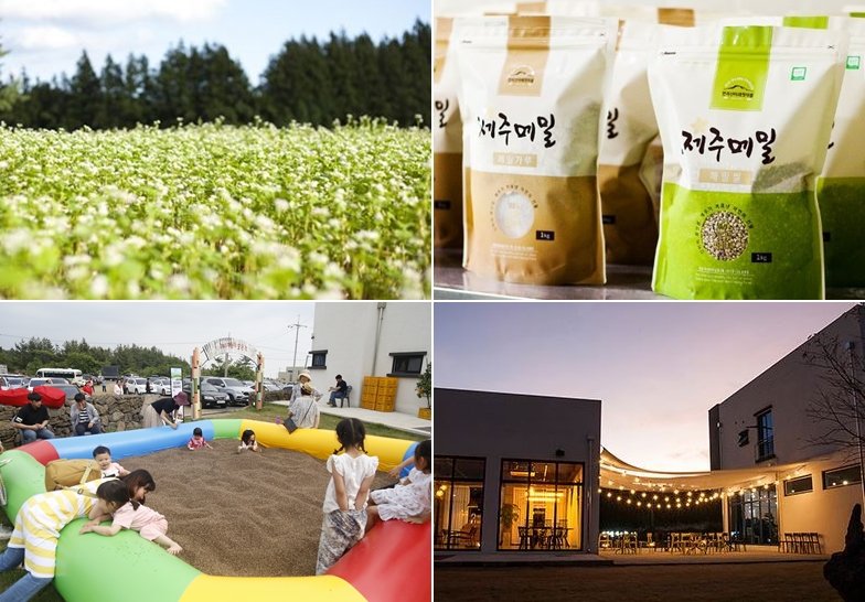 '2022년 전국 농촌융복합산업 우수사례 경진대회'에서 최우수상을 차지한 한라산아래첫마을 영농조합법인이 재배하는 제주메밀(사진 왼쪽 위부터 시계방향)과 이를 이용해 생산한 메밀가루 및 메밀쌀, 직영 식당, 체험 프로그램. 농촌융복합산업은 농산물 생산과 가공·제조, 유통·관광·체험 서비스를 결합해 부가가치를 높이는 산업이다. 문대림 의원은 영세 농업인과 신생 기업의 제도 진입 부담을 낮추기 위해 인증제를 지정제로 바꾸는 법 개정을 추진한다. /사진=제주특별자치도 제공