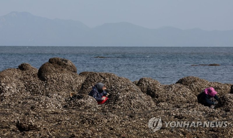 굴 캐는 백령도 어민 (백령도=연합뉴스) 류영석 기자 = 26일 서해 최북단 인천 옹진군 백령도 하늬해변에서 어민이 굴을 채취하고 있다.<div id='ad_body2' class='ad_center'></div> 2022.10.26 ondol@yna.co.kr (끝)