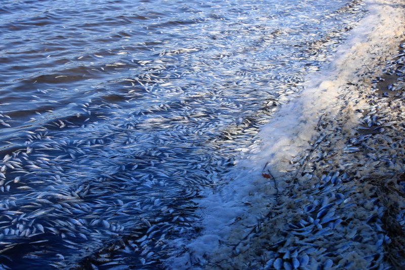 강원 고성군 송지호에서 집단 폐사한 물고기들. 대부분이 전어인 죽은 물고기는 수만 마리로 추산되고 있다. /연합뉴스