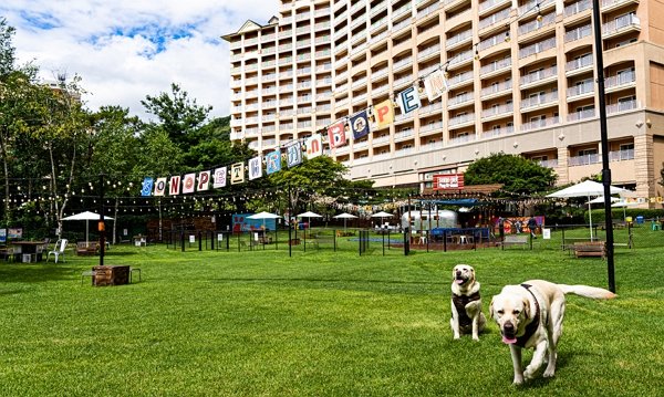 주인님과 스파하고 호캉스… ‘犬천국’이 따로 없네요 [Weekend 반려동물]