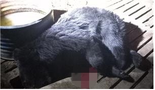 8일 울주군 범서읍 한 농장에서 60대 부부를 해친 것으로 추정되는 반달가슴곰 한 마리가 울주군포획단에 의해 사살됐다. /사진=울주군 제공