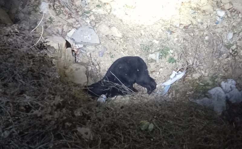지난 8일 사육장을 탈출했다가 사살된 반달가슴곰(울주군 제공)
