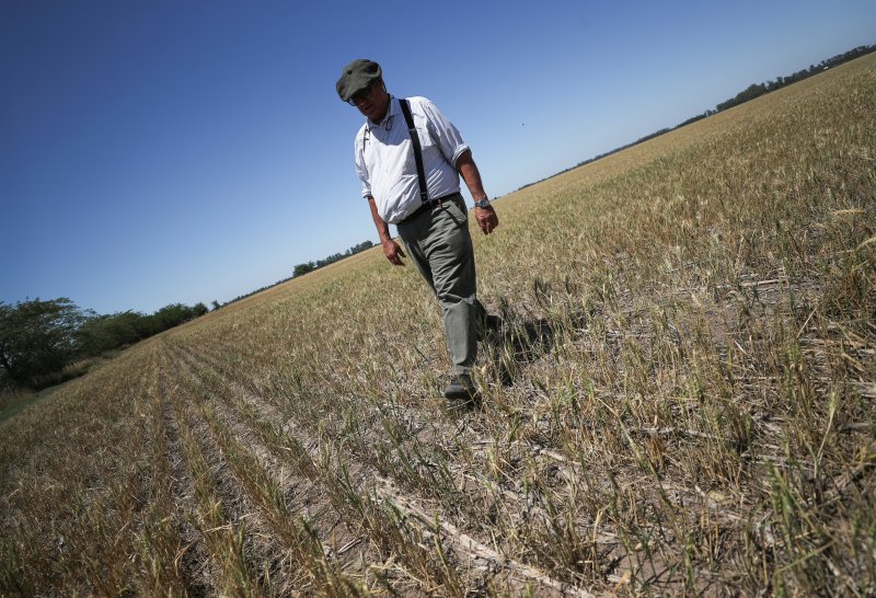 지난달 5일 아르헨티나 부에노스아이레스주 나바로의 한 농장에서 현지 농부가 말라붙은 밀밭을 둘러보고 있다. /로이터 뉴스1