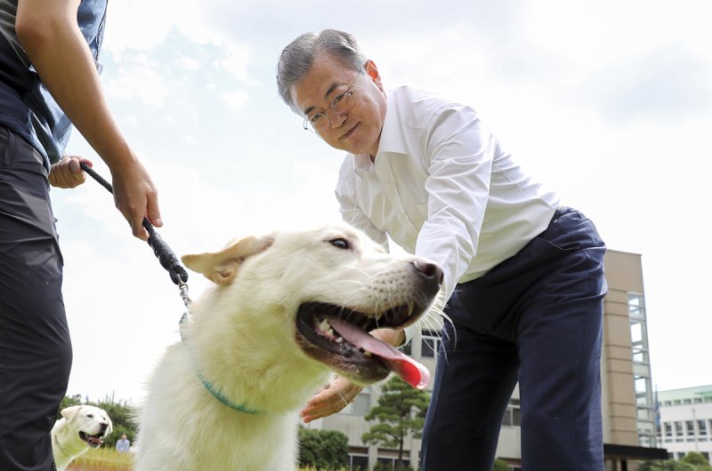文 파양 풍산개, 한달 병원비 1110만원 나왔다...박대출 "병원비 아까웠나"
