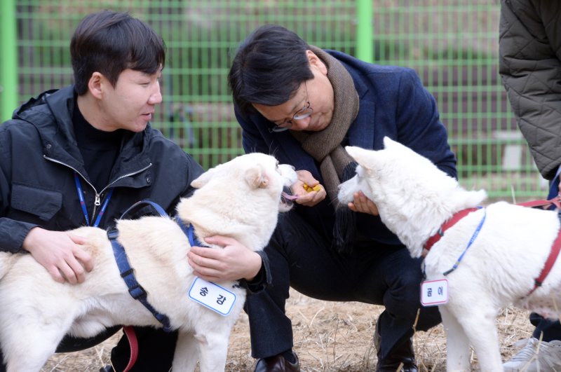 지난 12일 오전 광주 북구 생용동 우치동물원의 임시놀이터에서 풍산개 암컷 '곰이'와 수컷 '송강'이 강기정 광주시장과 시간을 보내고 있다. 출처 뉴스1