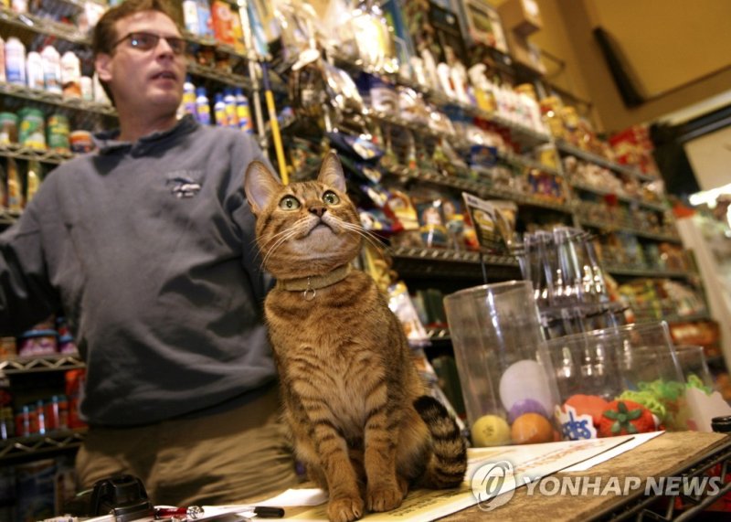 뉴욕의 한 펫숍(2008년 촬영) FILE - Ed Frerotte, of Petqua pet store, and the store cat Frankie stand at the counter on May 22, 2008, in New York. New York has become the latest state to ban the sale of cats, dogs, and rabbits in pet stores in an attempt to target commercial breeding operations decried by cri