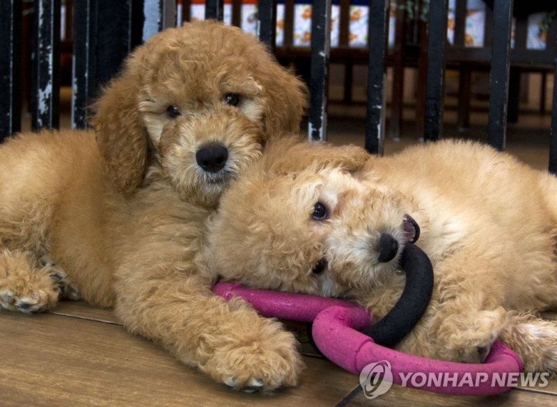 반려동물 산업이 매년 급성장하면서 제약업체들이 반려동물 관련 기업 지분 인수, 자회사 설립 등에 적극 나서고 있다. 연합뉴스