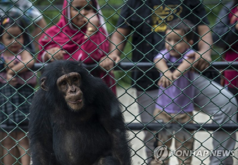 동물원에 있는 침팬지 epa10056476 A chimpanzee in its enclosure at Central Zoo in Kathmandu, Nepal, 04 July 2022 (issued 07 July 2022). A pair of baby Chimpanzees being smuggled through Kathmandu from Nigeria in 2017 were rescued by Nepal Police and later handed over to the zoo. According to Central Zoo Direc