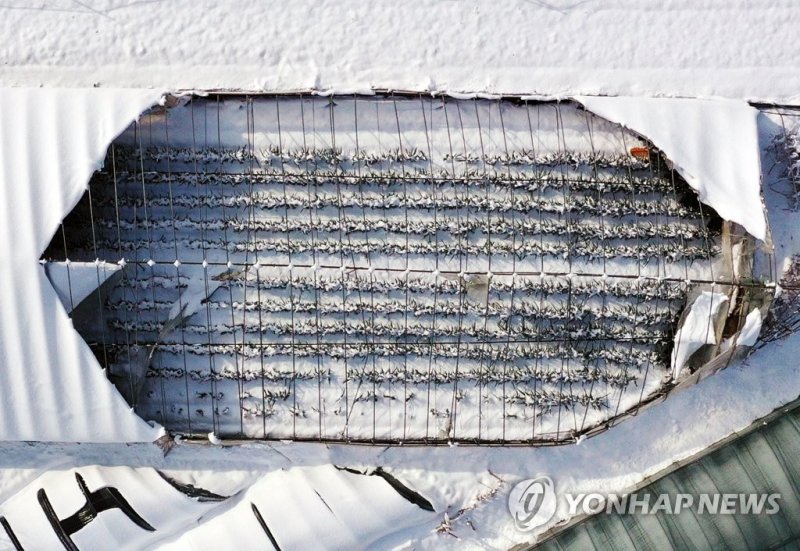 뻥 뚤린 비닐하우스에 쌓인 눈 뻥 뚤린 비닐하우스에 쌓인 눈 (광주=연합뉴스) 천정인 기자 = 대설특보가 발령된 18일 오전 전남 나주시 남평면 한 마을에서 비닐하우스 일부가 드러나 있다. 2022.12.18 iny@yna.co.kr (끝)