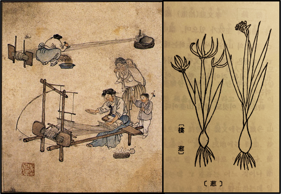 김홍도가 그린 <단원풍속도첩>의 길쌈도(왼쪽)과 <본초강목>에 그려진 총(葱, 파).