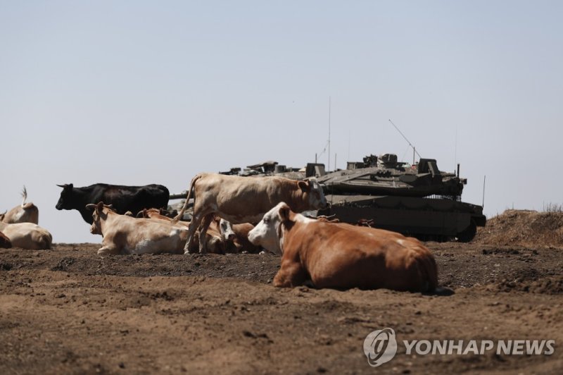 시리아 국경 지역 이스라엘군 epa10136153 Cows stand next to an Israeli army tank at an army training field near the Israel town of Katzeren in the Golan Heights, close to the border with Syria, 24 August 2022. Israeli Prime Minister Yair Lapid said during a security briefing for the foreign press that Iran's nuc