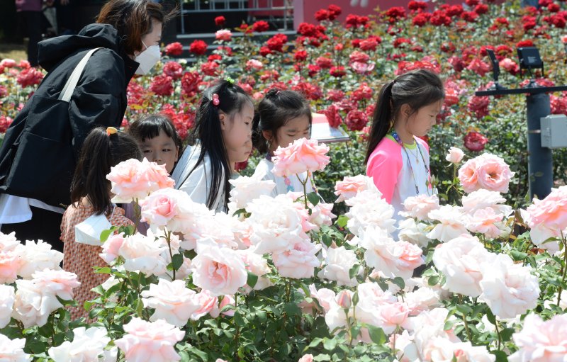 [울산=뉴시스] 배병수 기자 = ‘제14회 울산대공원 장미축제’가 25일 울산시 남구 대공원 장미원 및 남문광장 일원에서 ‘러브스토리 인 울산’을 주제로 개막한 가운데 어린이들이 장미꽃길을 거닐고 있다. 2022.05.25. bbs@newsis.com