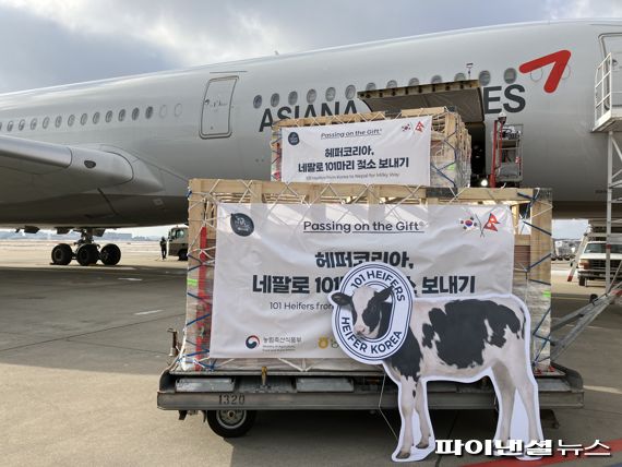 아시아나항공이 22일 인천국제공항 화물터미널에서 네팔로 보낼 젖소를 항공기에 싣고 있다. 아시아나항공 제공