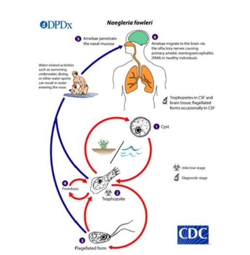 파울러자유아메바 감염 모식도. 미국질병통제센터·질병관리청 제공.
