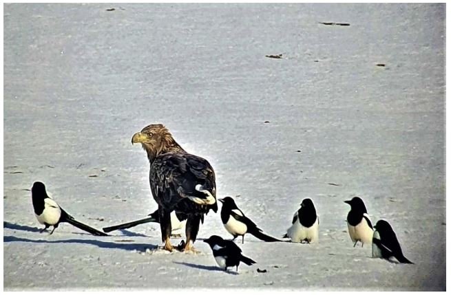 익산 만경강 일대에서 발견된 흰꼬리수리 [익산시지속가능발전협의회 제공. 재판매 및 DB 금지]