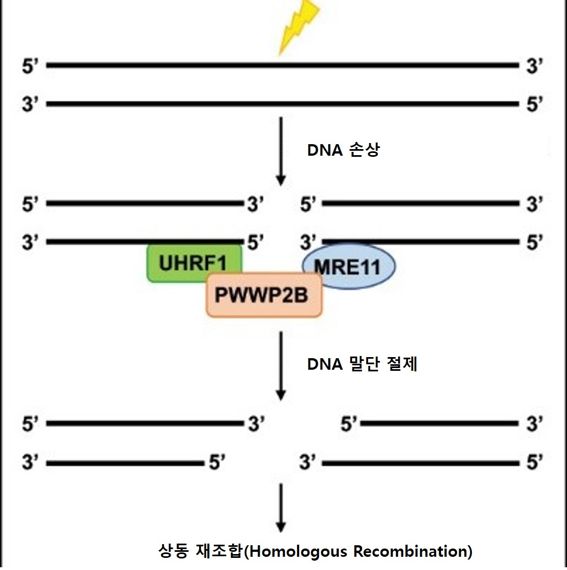 PWWP2B 단백질’ 변이. 한림대의료원 제공.